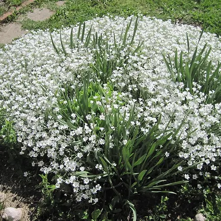 Bogoevi بورغاس